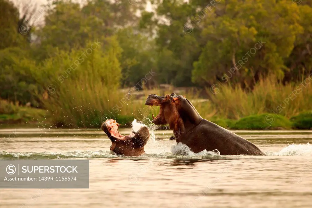 Hippos fighting in the Zambezi River