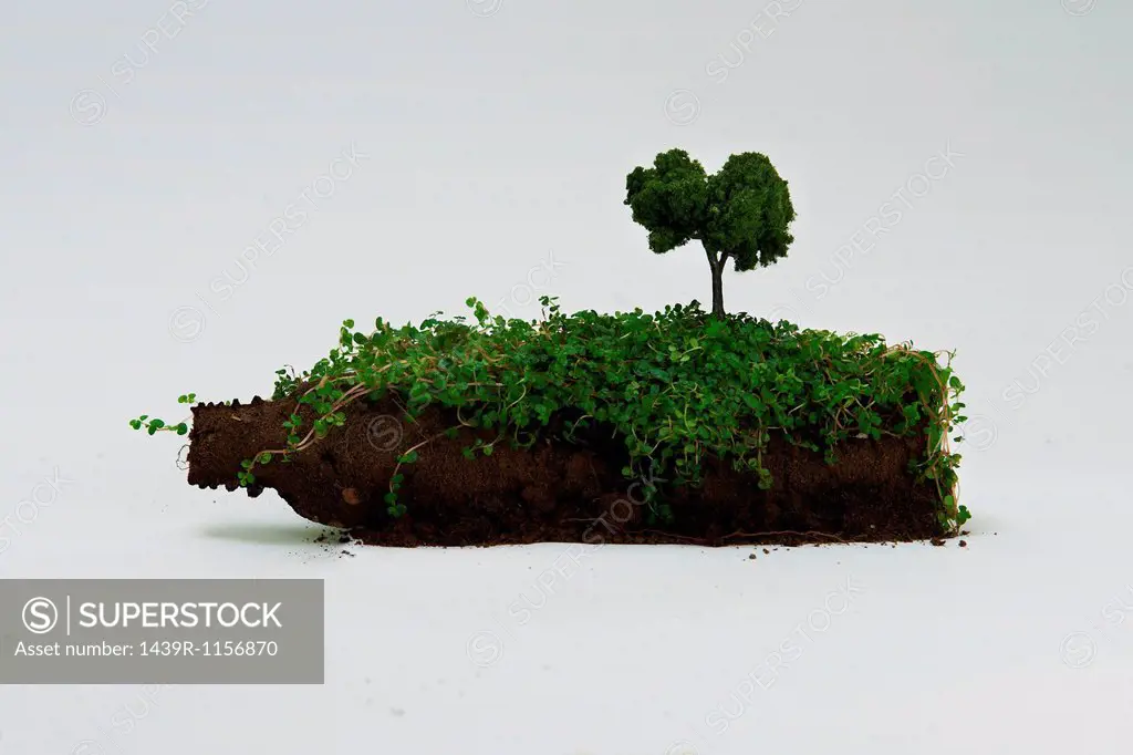 Soil in shape of bottle with miniature tree