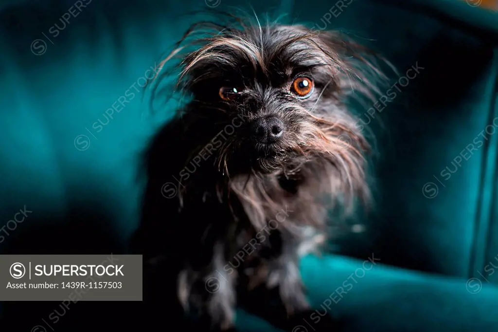 Portrait of small dog sitting on turquoise chair