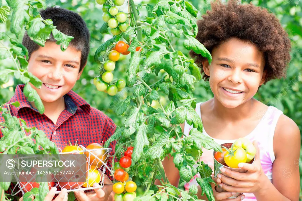 Children picking fresh tomatoes