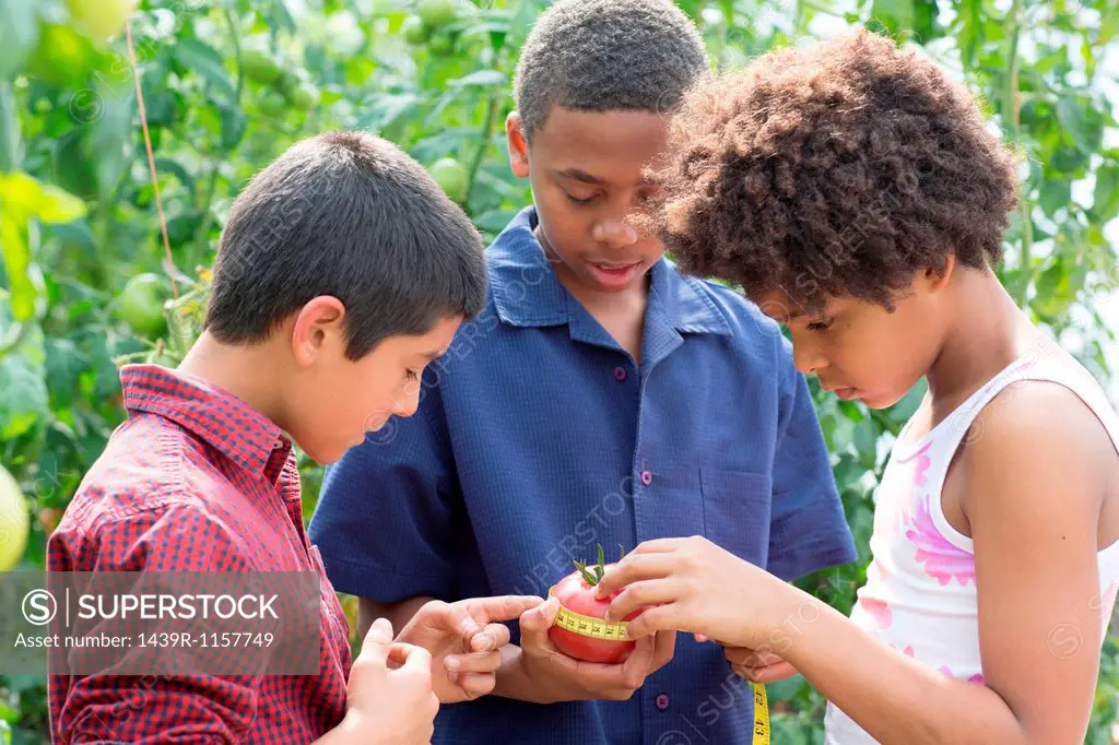 Three children measuring tomato