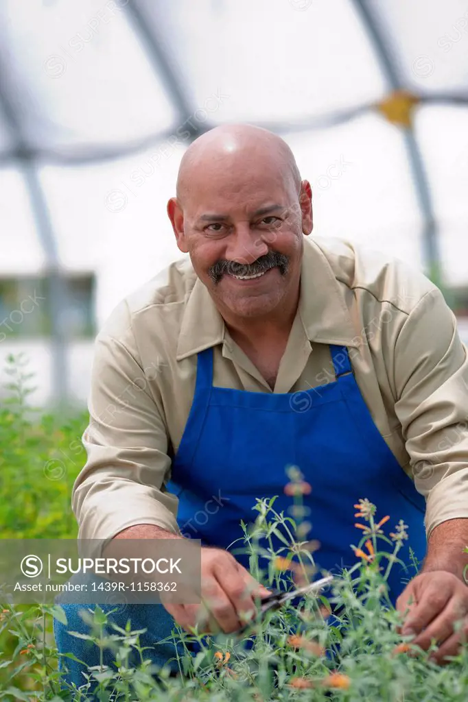 Mature man looking after plants in garden centre, portrait