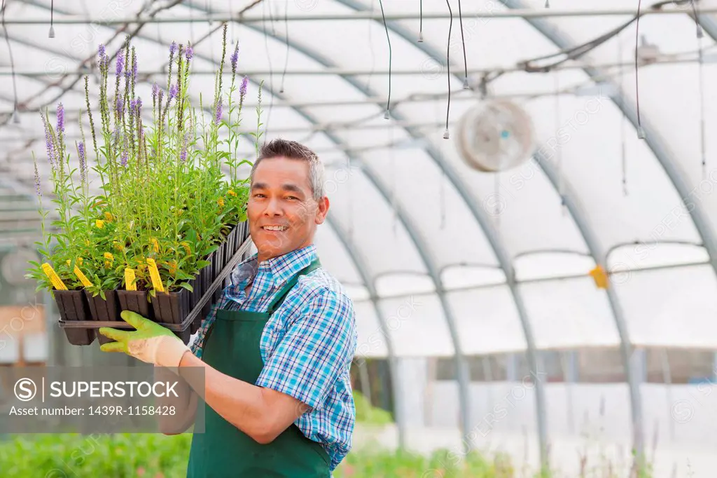 Mature man holding plants in garden centre, portrait