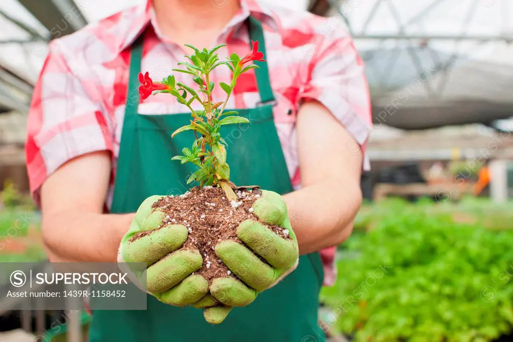 Mature man holding plant in soil in garden centre, close up