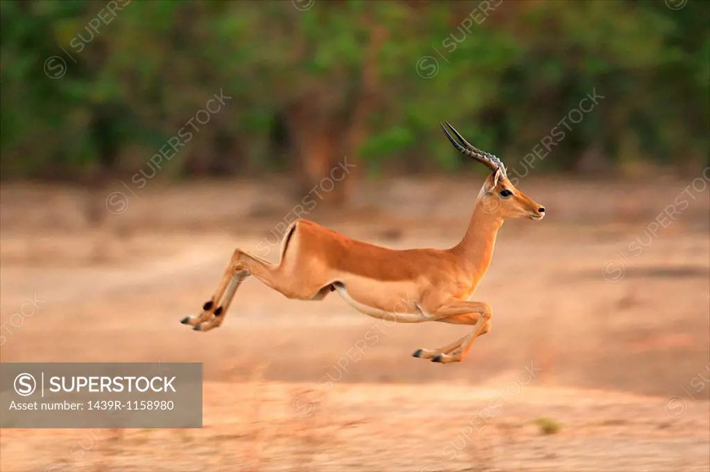 Impala running, Mana Pools National Park, Zimbabwe, Africa