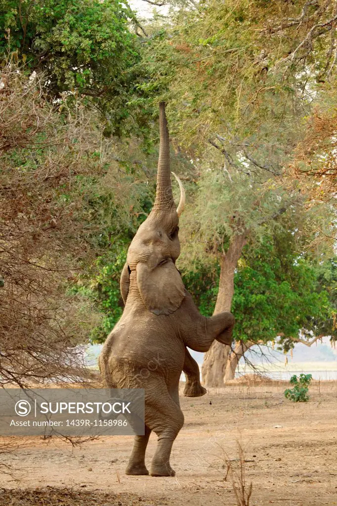 Elephant standing on hind legs, Mana Pools National Park, Zimbabwe, Africa