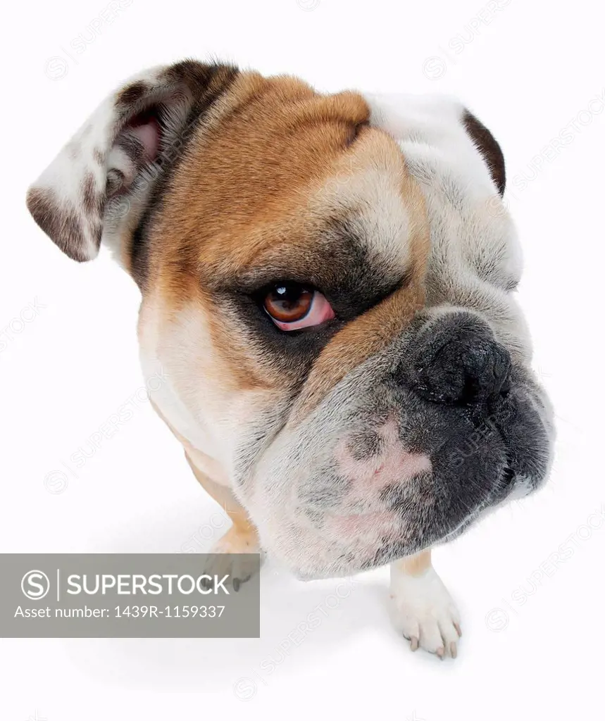 Studio portrait of english bulldog looking suspiciously