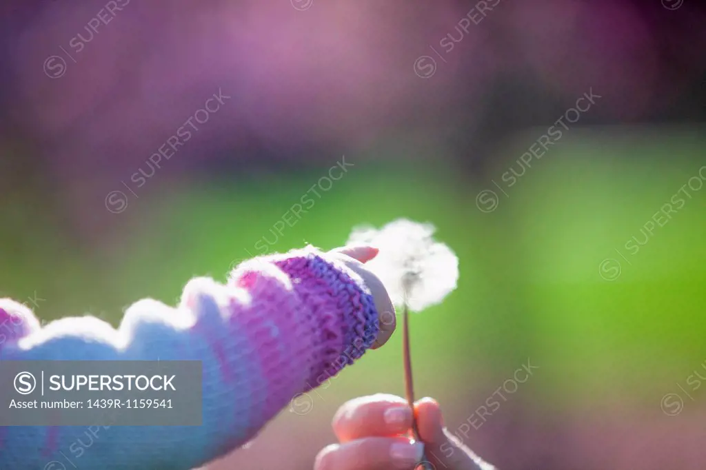 Baby girl touching dandelion clock
