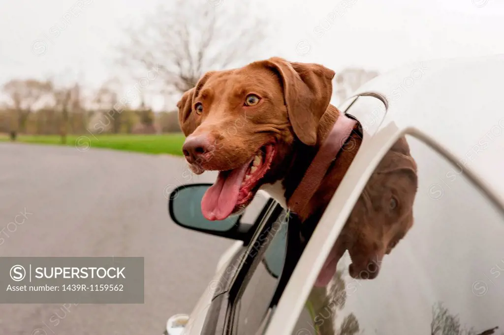 Dog with head sticking out of car window