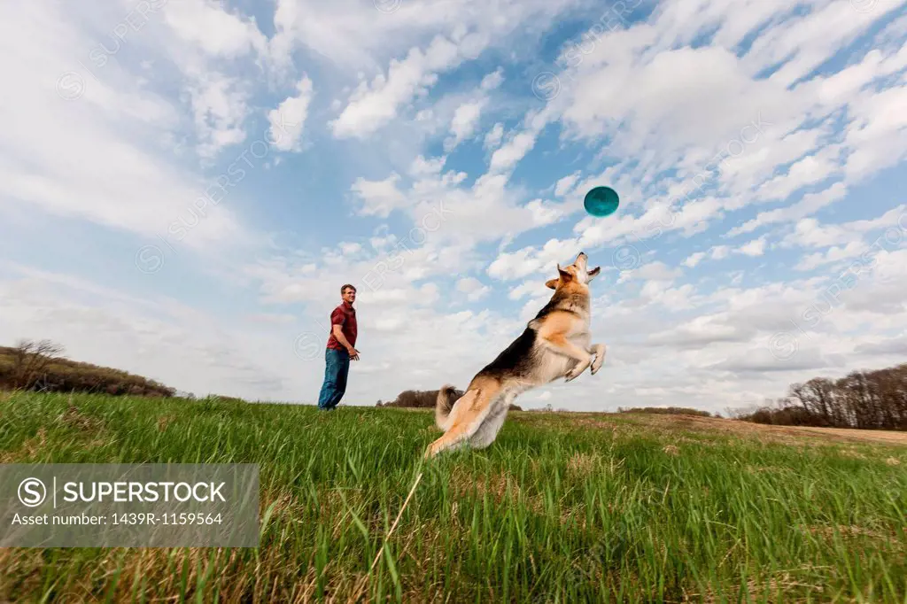 Alsatian dog jumping to catch frisbee