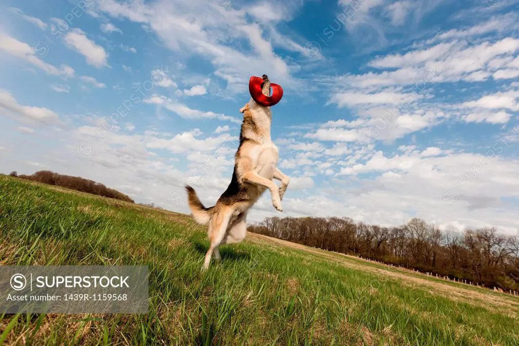 Alsatian dog leaping up to catch frisbee