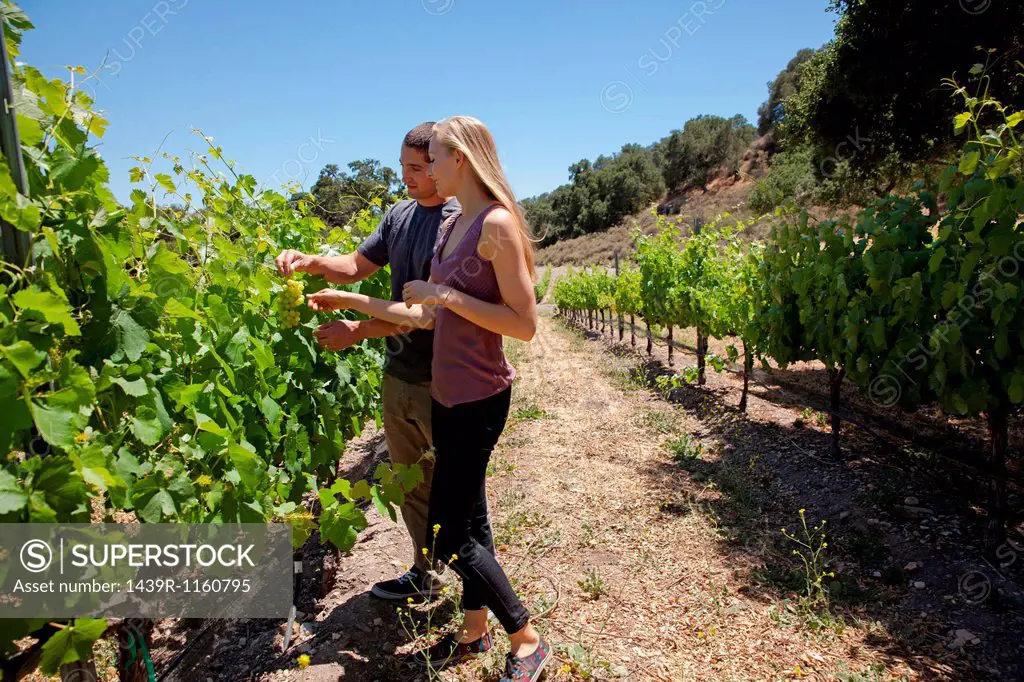 Young couple standing in vineyard
