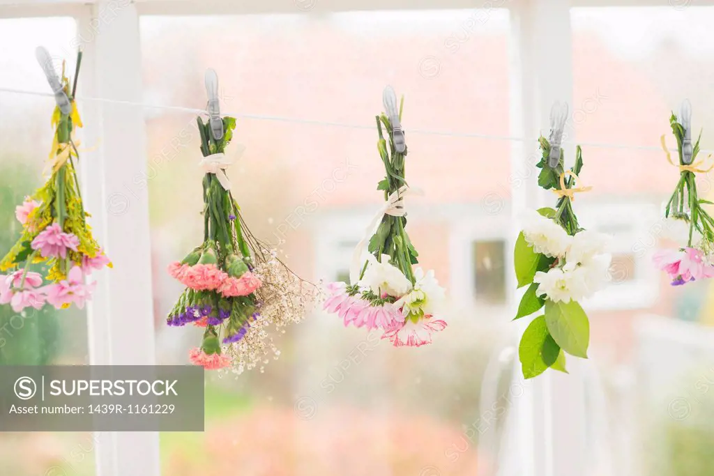 Flowers hung upside down on clothes line