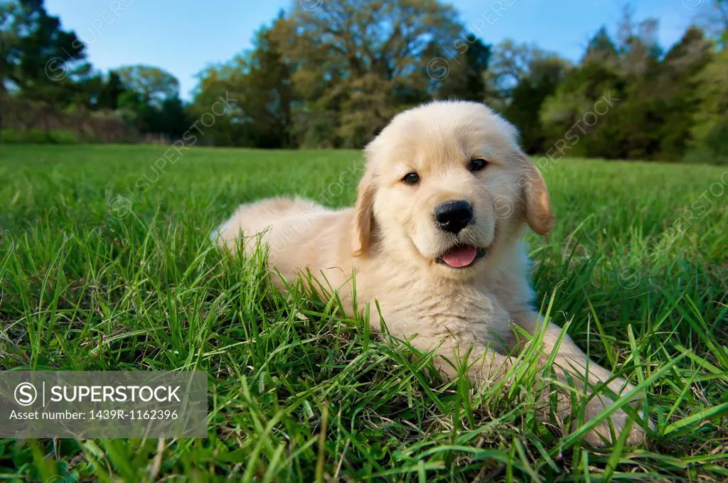 Golden retriever puppy lying down on grass