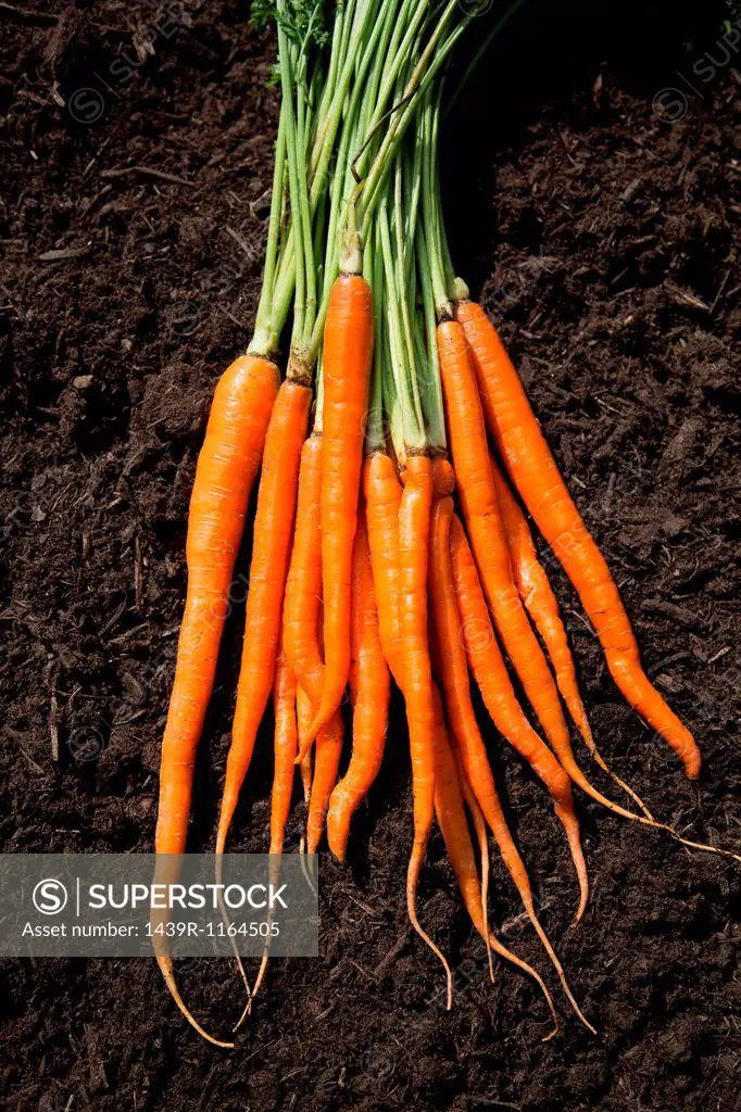Bunch of carrots laid on soil