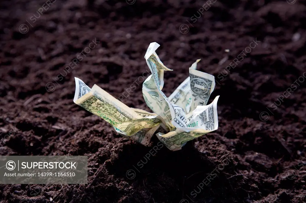 Dollar bills growing out of soil