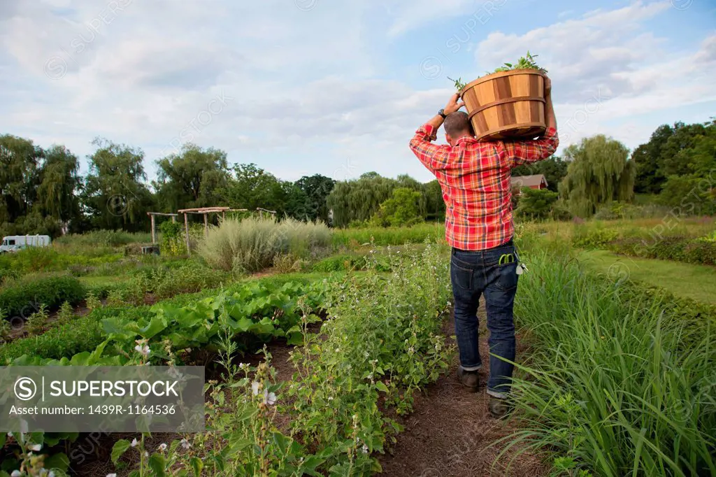 Mature man carrying basket of leaves on herb farm