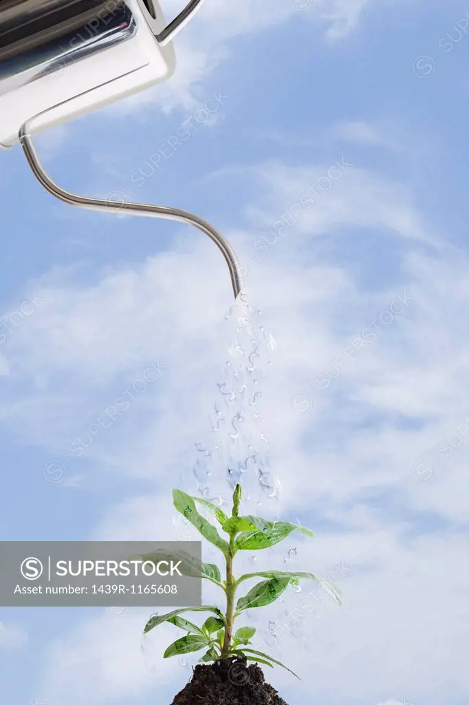 Watering can pouring droplets of water on plant