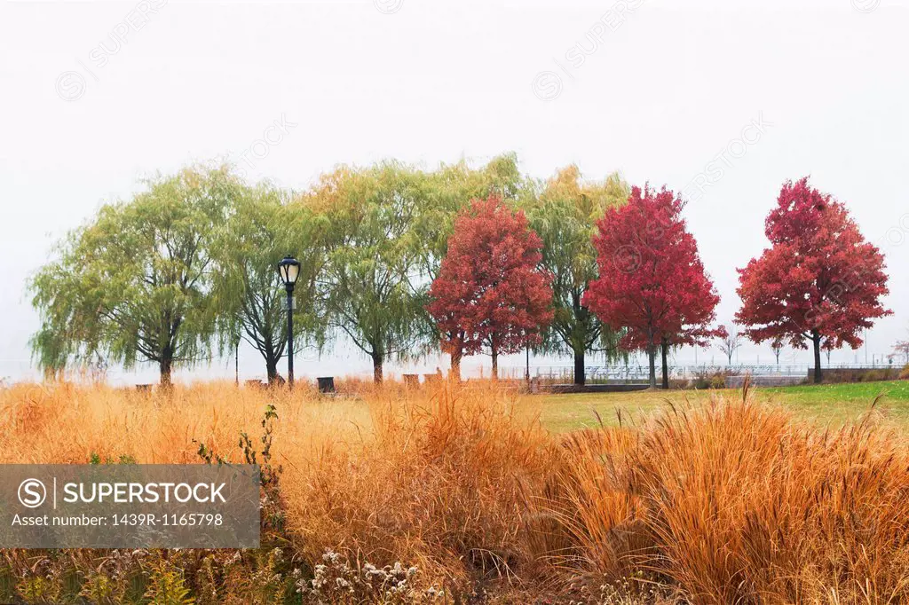 Autumn trees in mist, Bear Island, New York State, USA