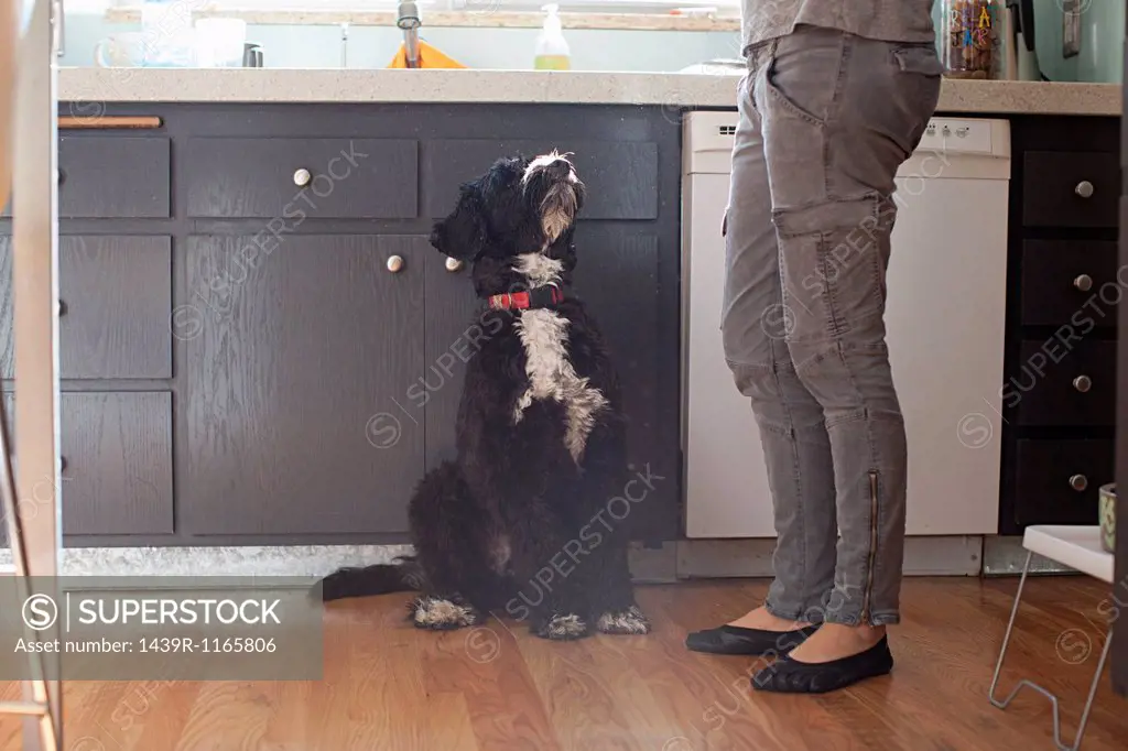 Pet dog looking up at owner in kitchen