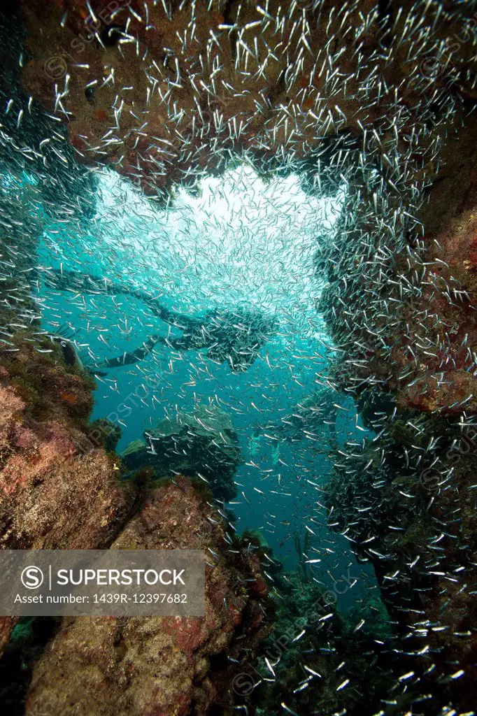 Large school of Glass minnows. - SuperStock