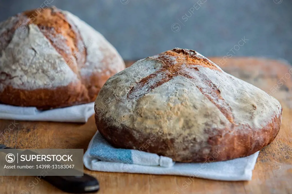 Freshly baked panella bread