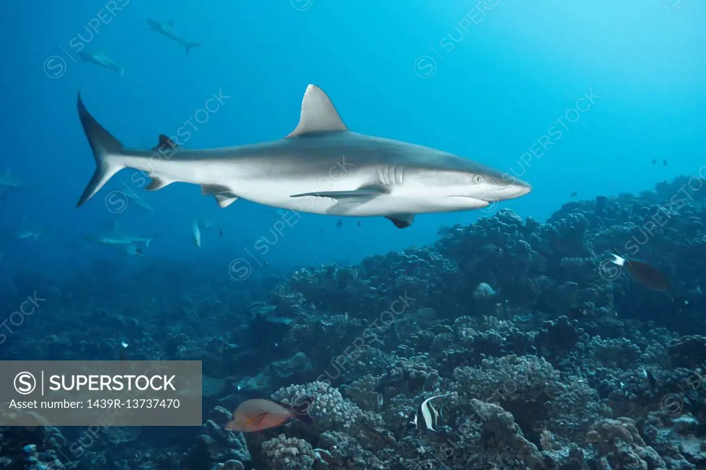 White tip reef shark swimming in coral