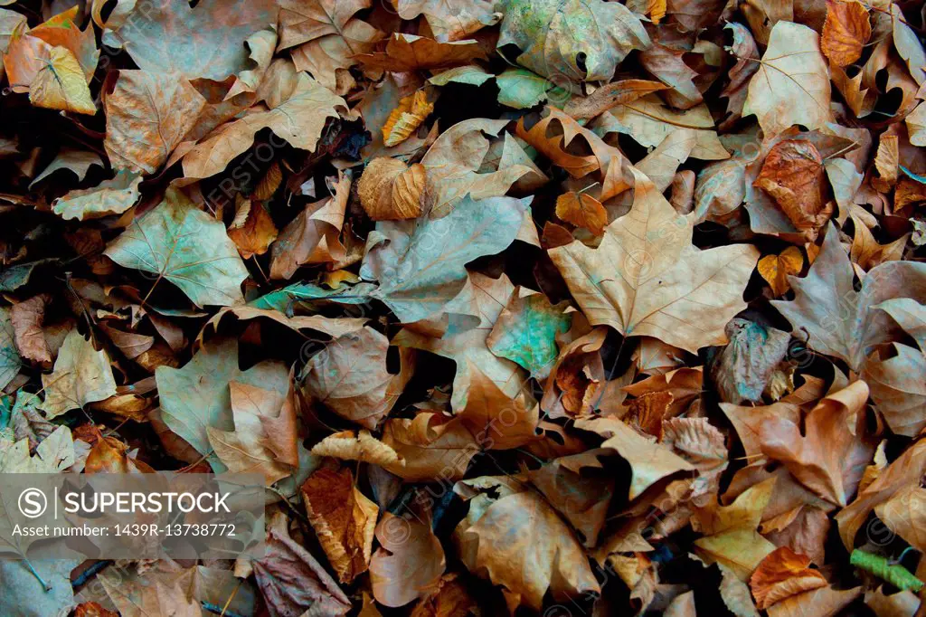 Pile of dried autumn leaves