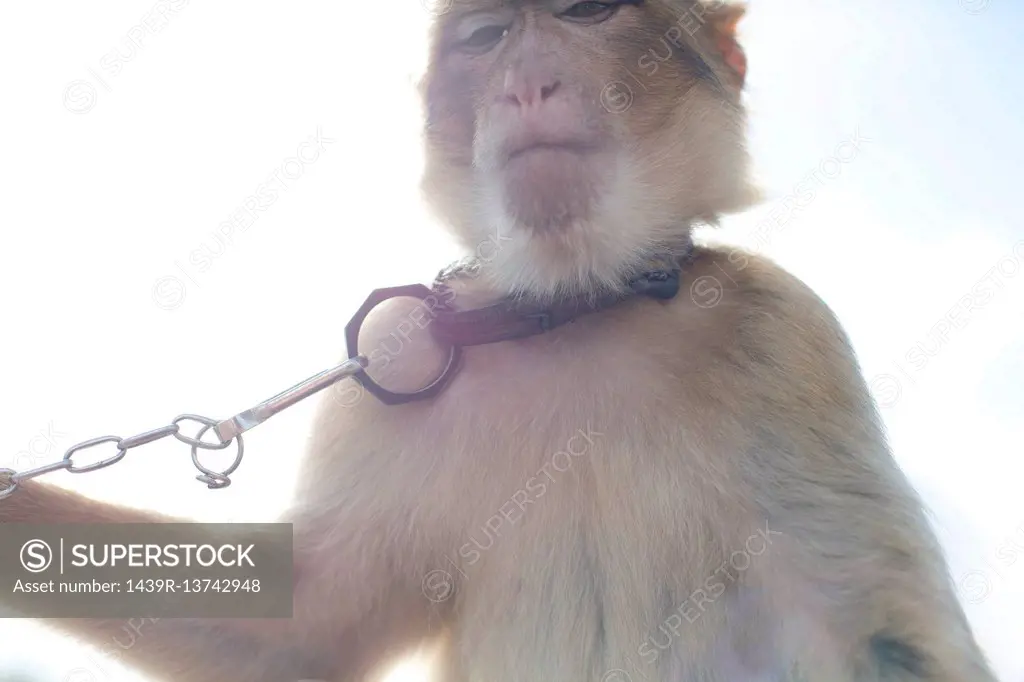 Monkey wearing pet collar