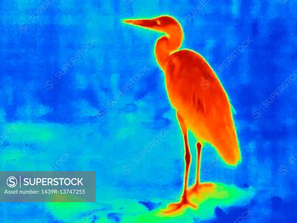 Thermal image of heron