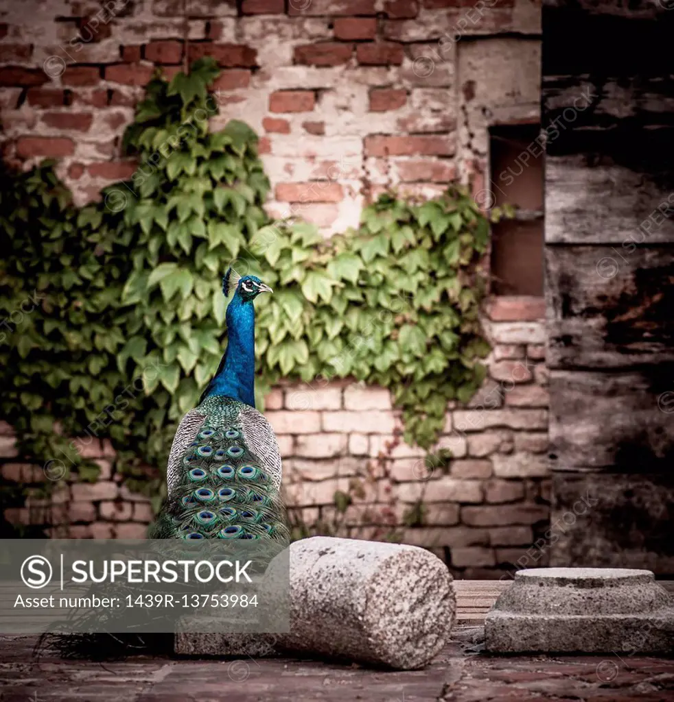 Peacock sitting on concrete platform