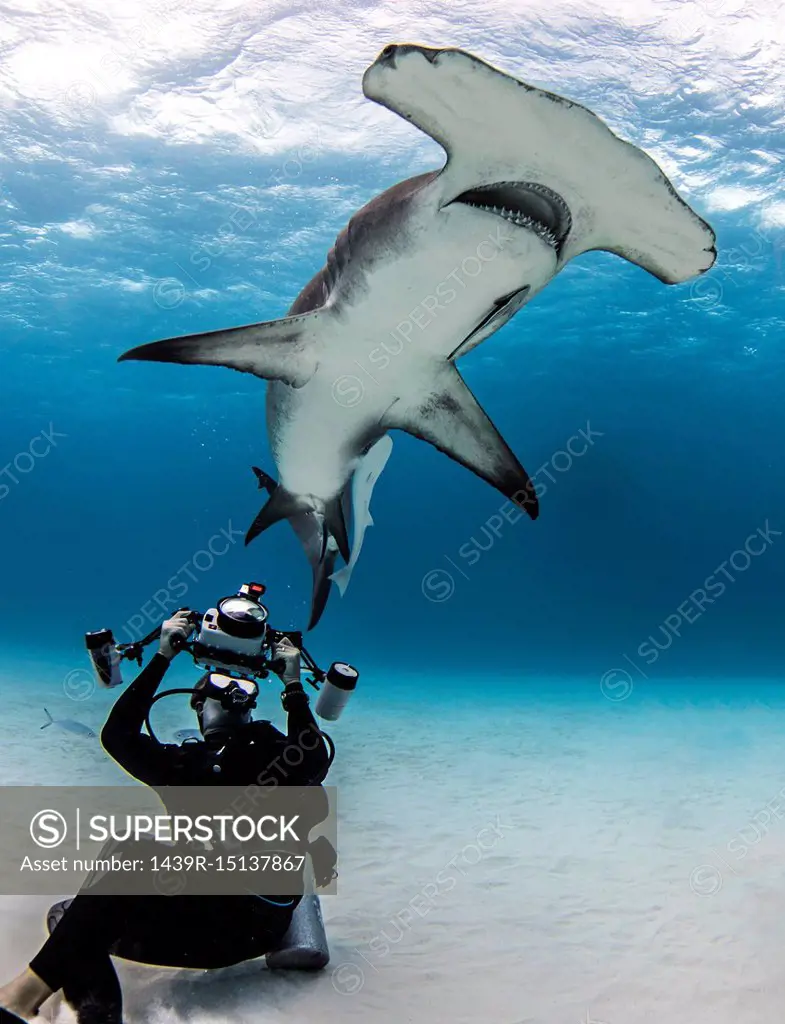 Underwater view of diver photographing hammerhead shark, Alice Town, Bimini, Bahamas