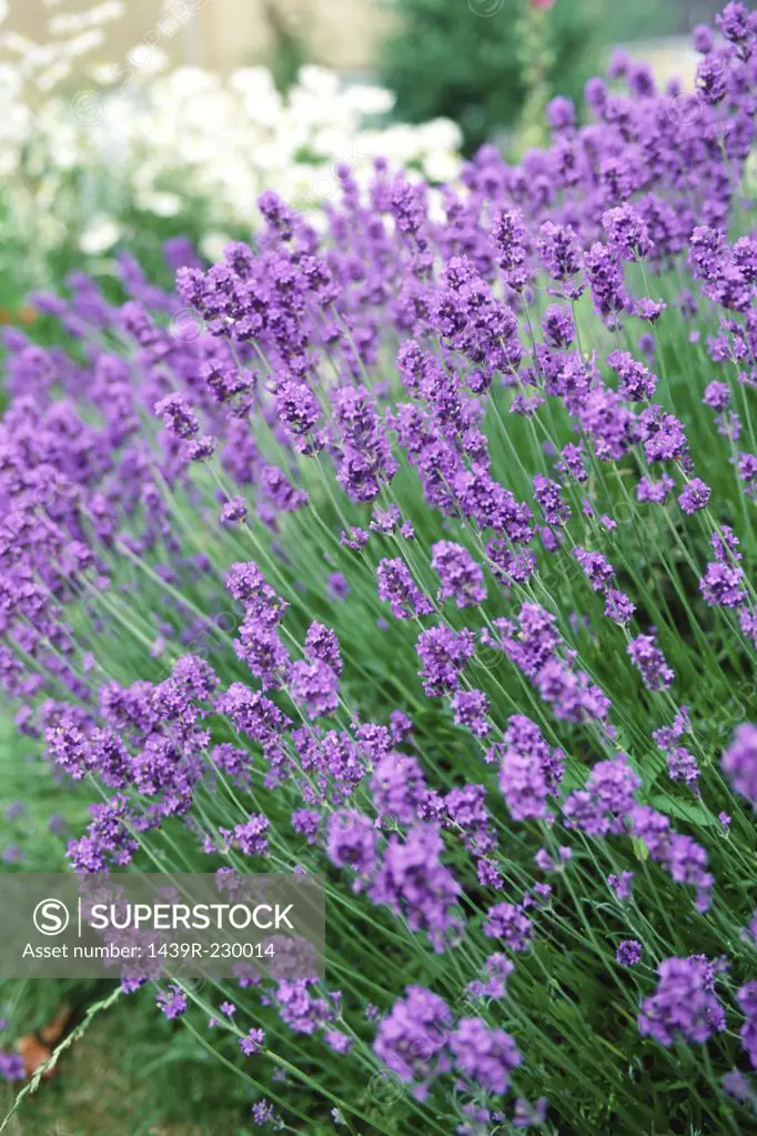 A bunch of lavender