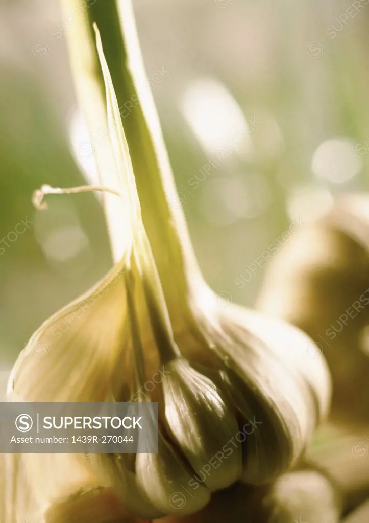 A bunch of garlic