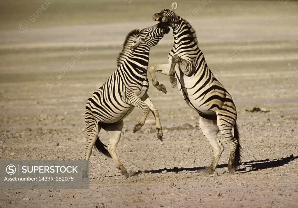 Two Burchell's zebras fighting