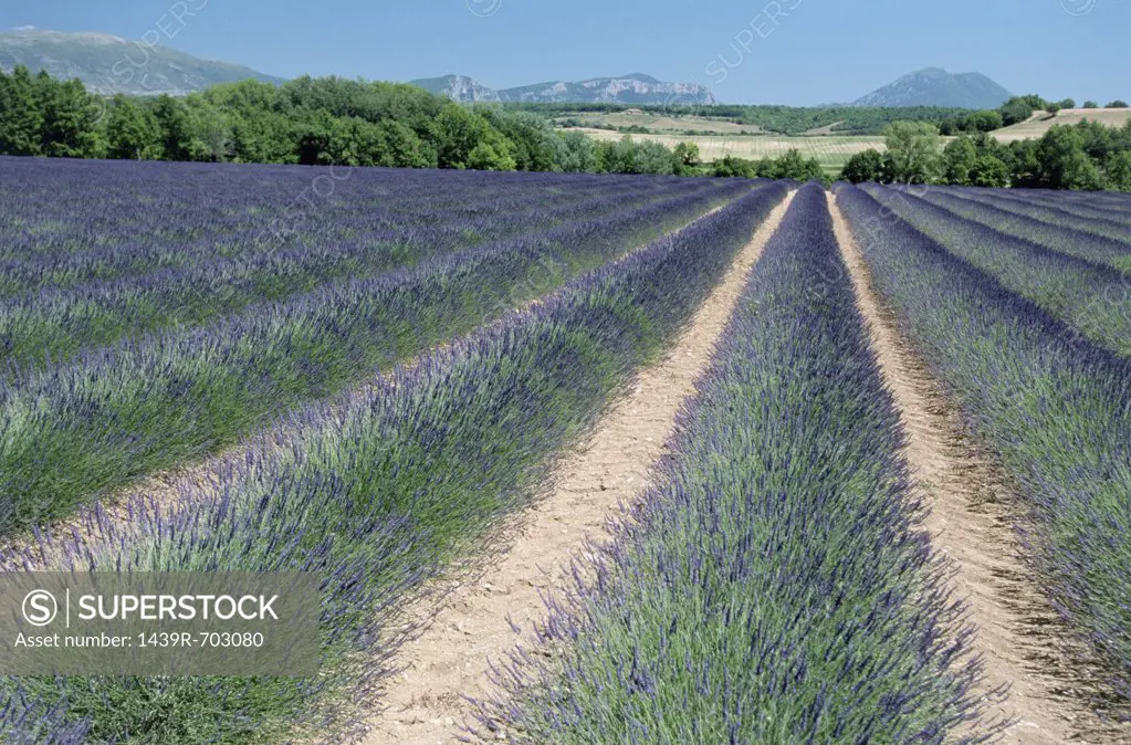 Lavender field near Sault