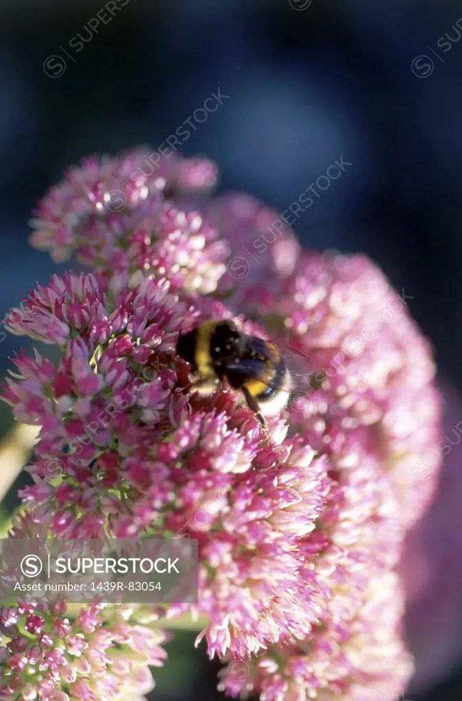 Bumblebee on sedum