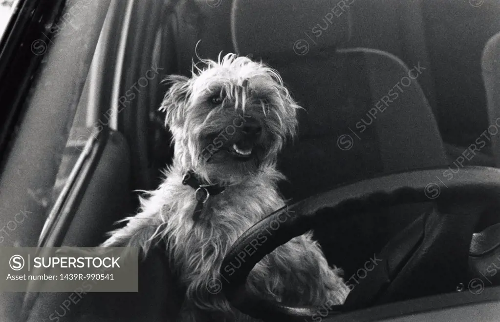 Dog behind steering wheel
