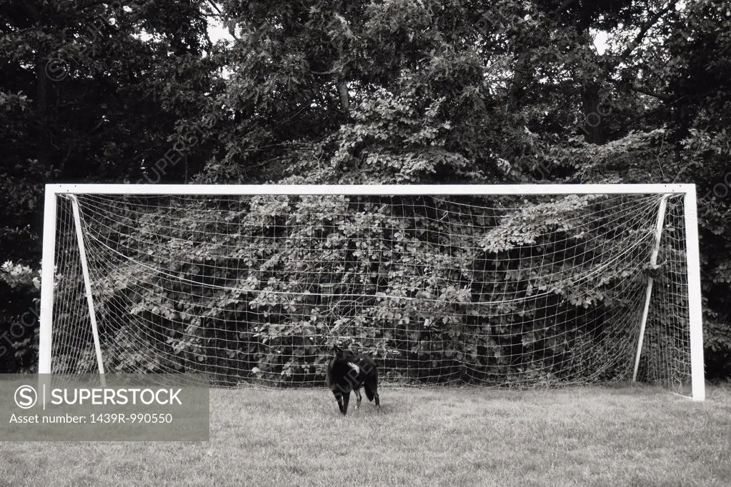 Dog standing in goal