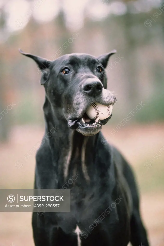 Black dog with ball in mouth