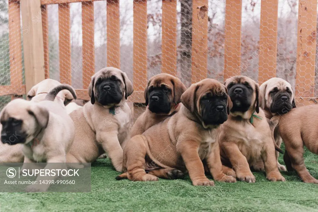 Row of puppies