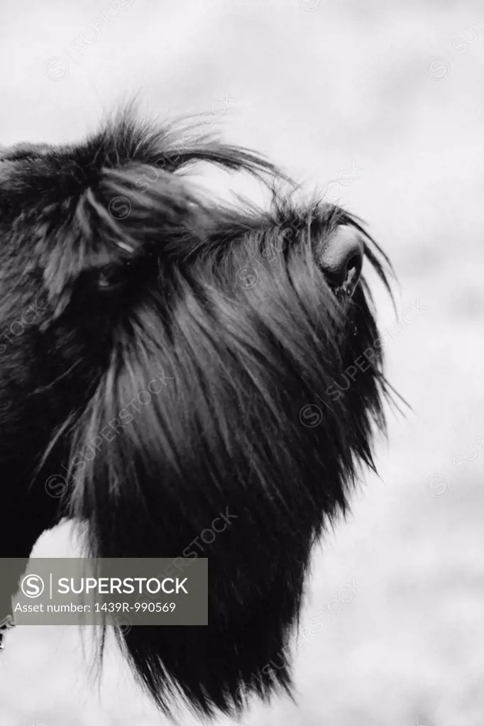 Profile of black terrier