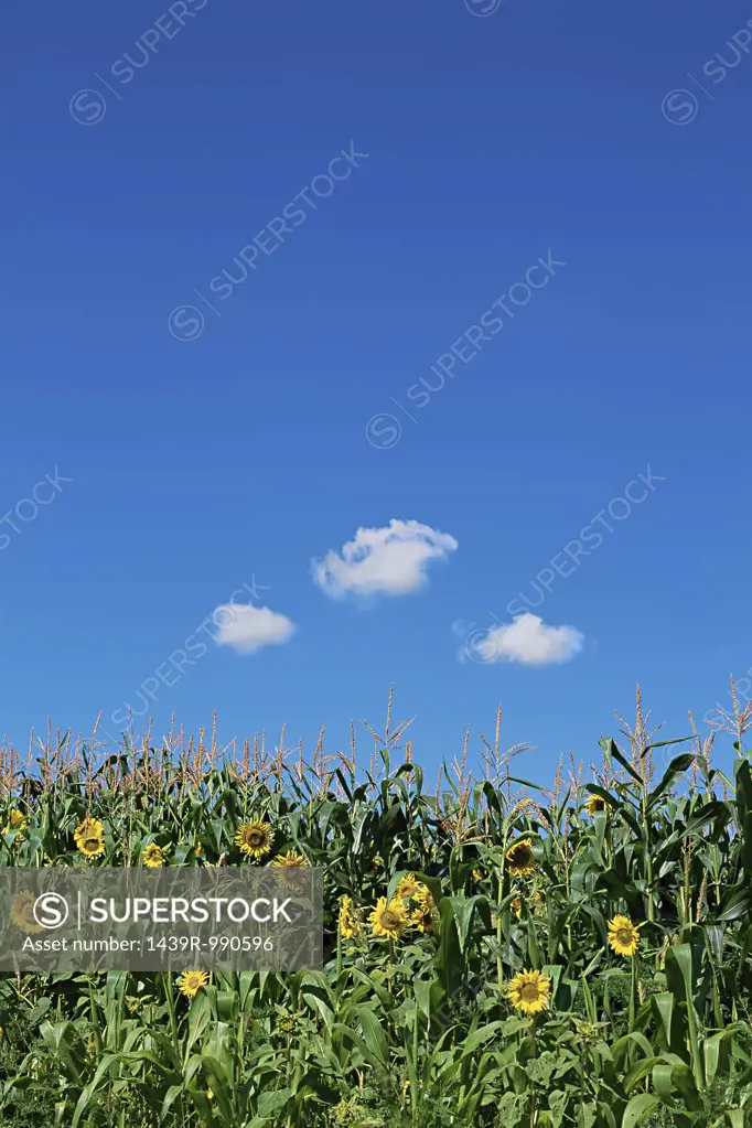 Field of sunflowers and corn plants