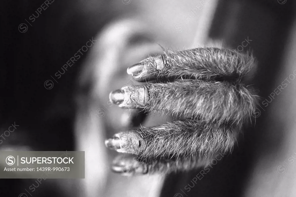 Monkey's hand