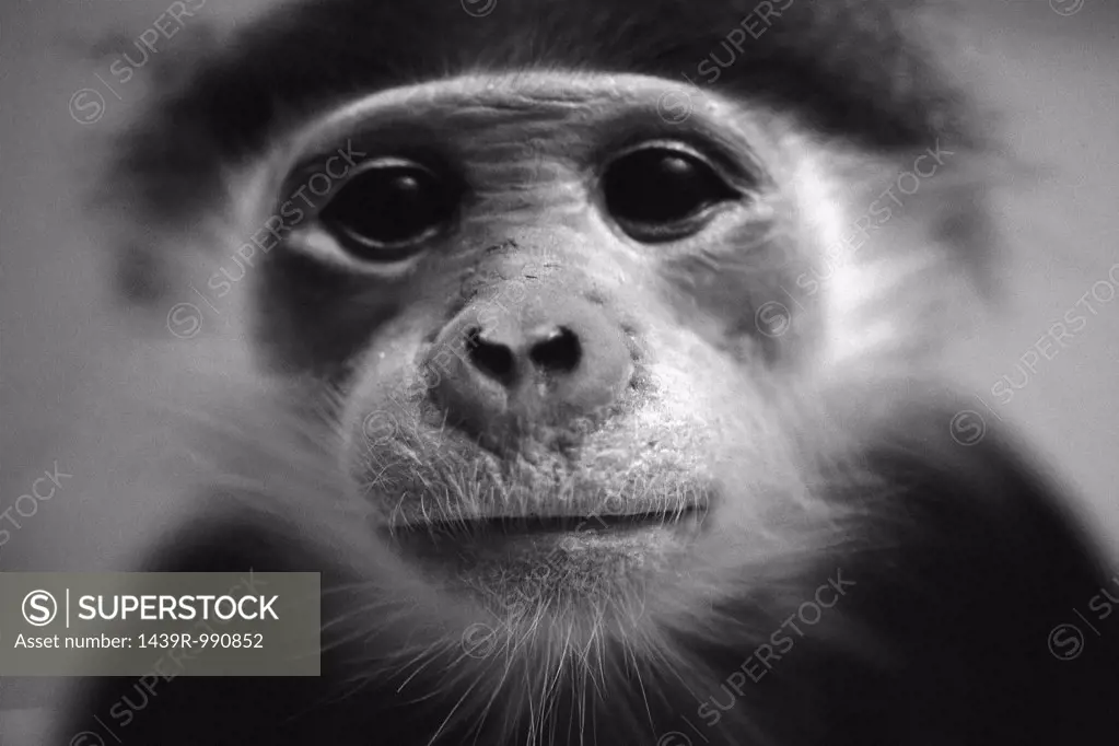 Portrait of small monkey