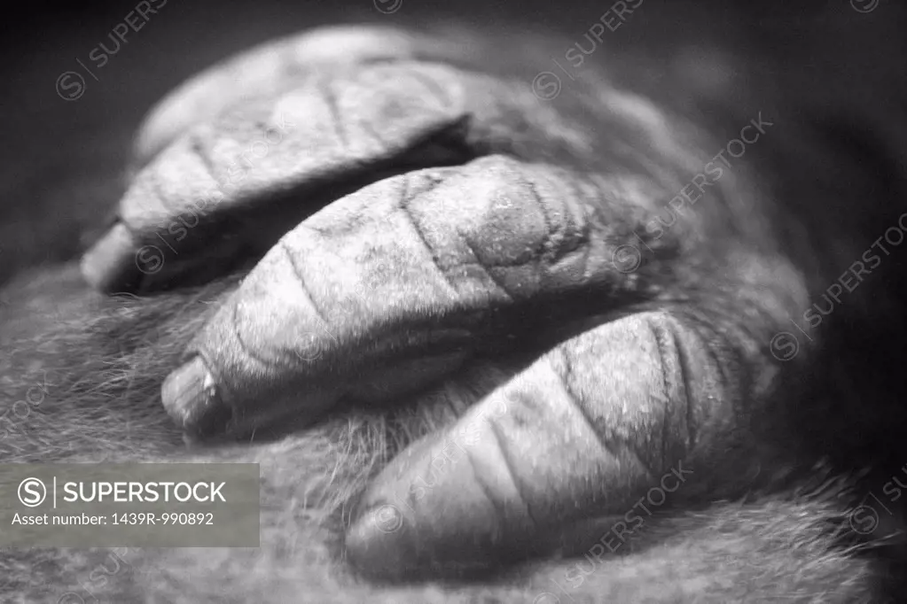 Primate's hand
