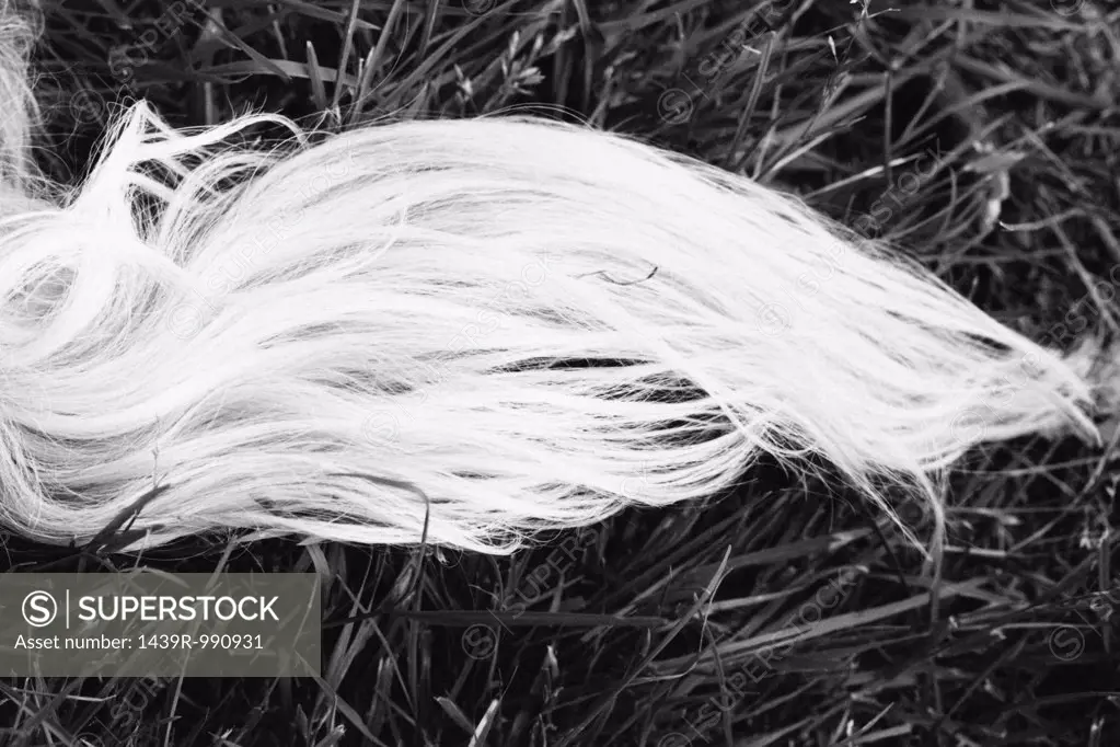 Tail of a long-haired dog
