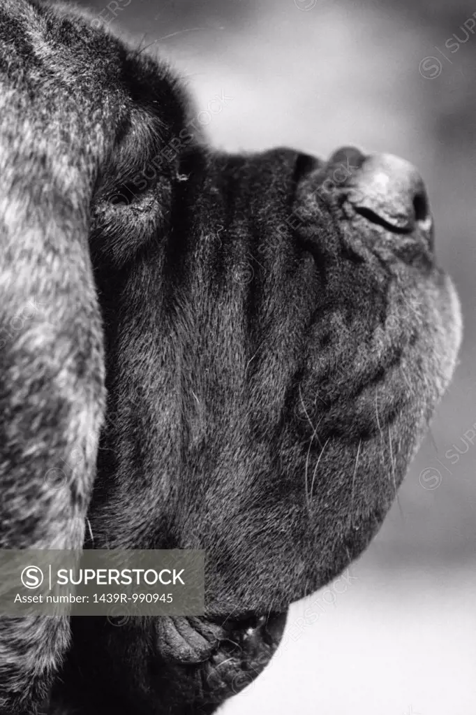 Profile of a mastiff