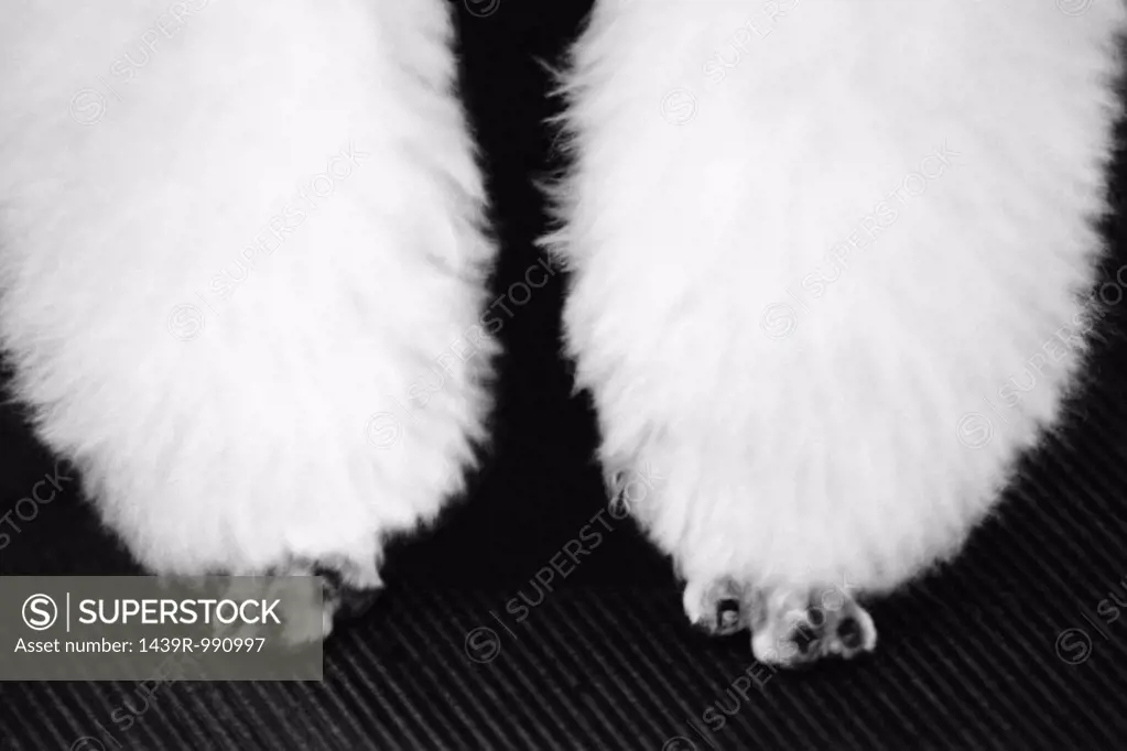Forelegs of a poodle