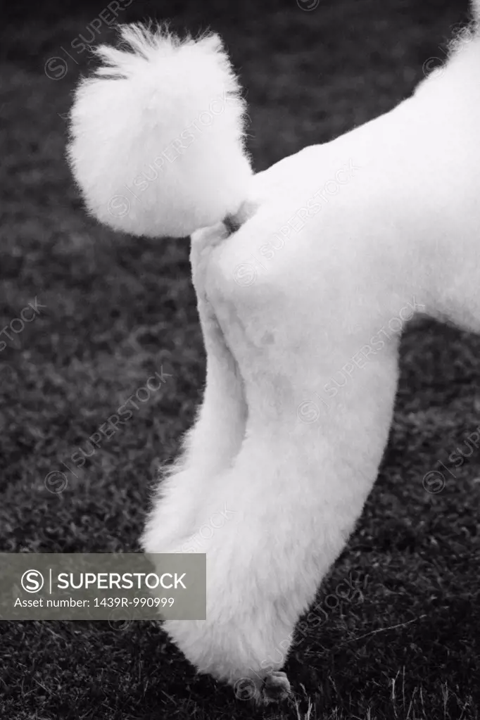 Hindquarters of a poodle
